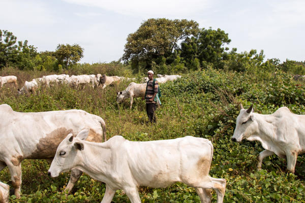 470 Grazing Reserves Ready as FG Moves to End Cattle Roaming Nationwide