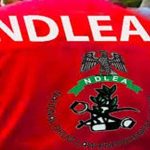 NDLEA Seizes ₦12.4bn Cannabis at Lagos Port, Arrests Cocaine Suspect
