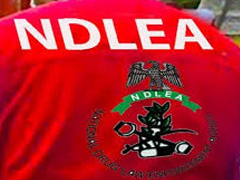 NDLEA Seizes ₦12.4bn Cannabis at Lagos Port, Arrests Cocaine Suspect
