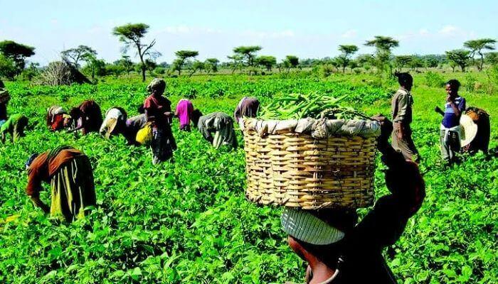 FG Unveils New Drive to Tackle Rising Food Prices