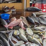Nigeria’s Fish Import Bill Hits $866m as Sector Struggles