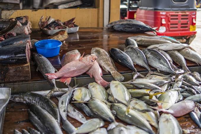 Nigeria’s Fish Import Bill Hits $866m as Sector Struggles